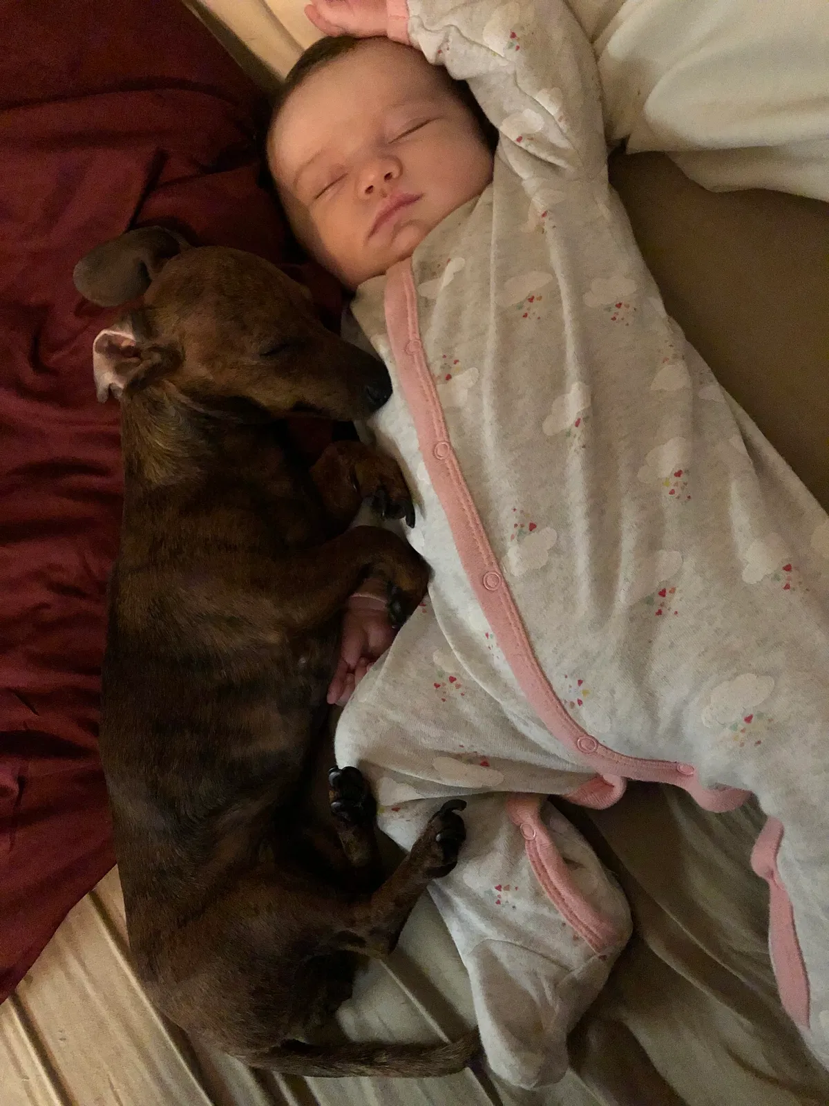 Lost dog in Rutherfordton, NC, 28139