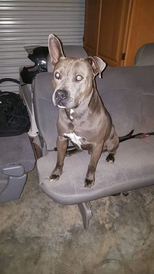 Lost dog in De Kalb, TX, 75559