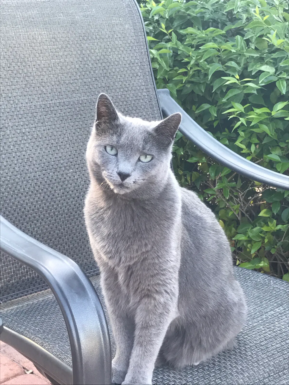 Lost cat in Vero Beach, FL, 32962