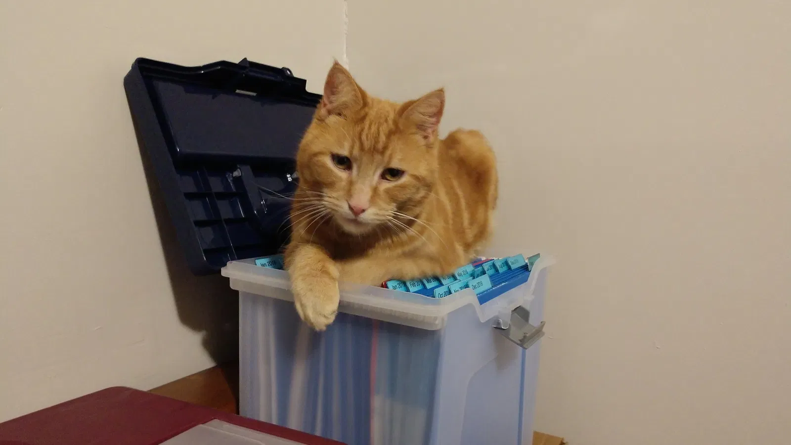 Lost cat in Coatesville, PA, 19320
