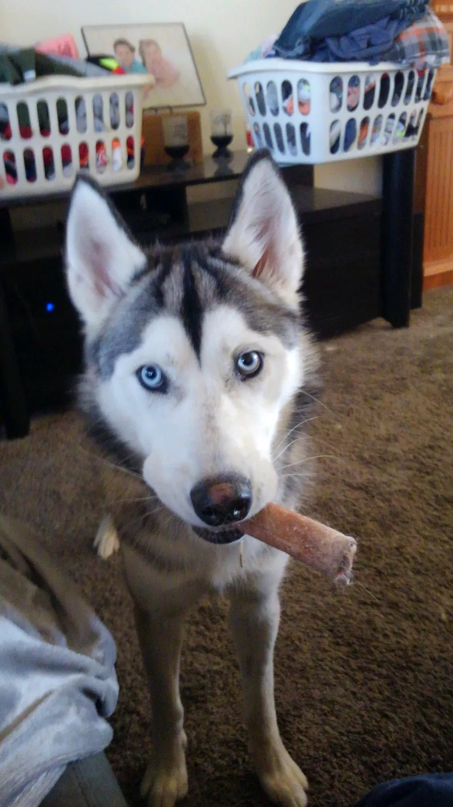 Lost dog in Dayton, OH, 45449