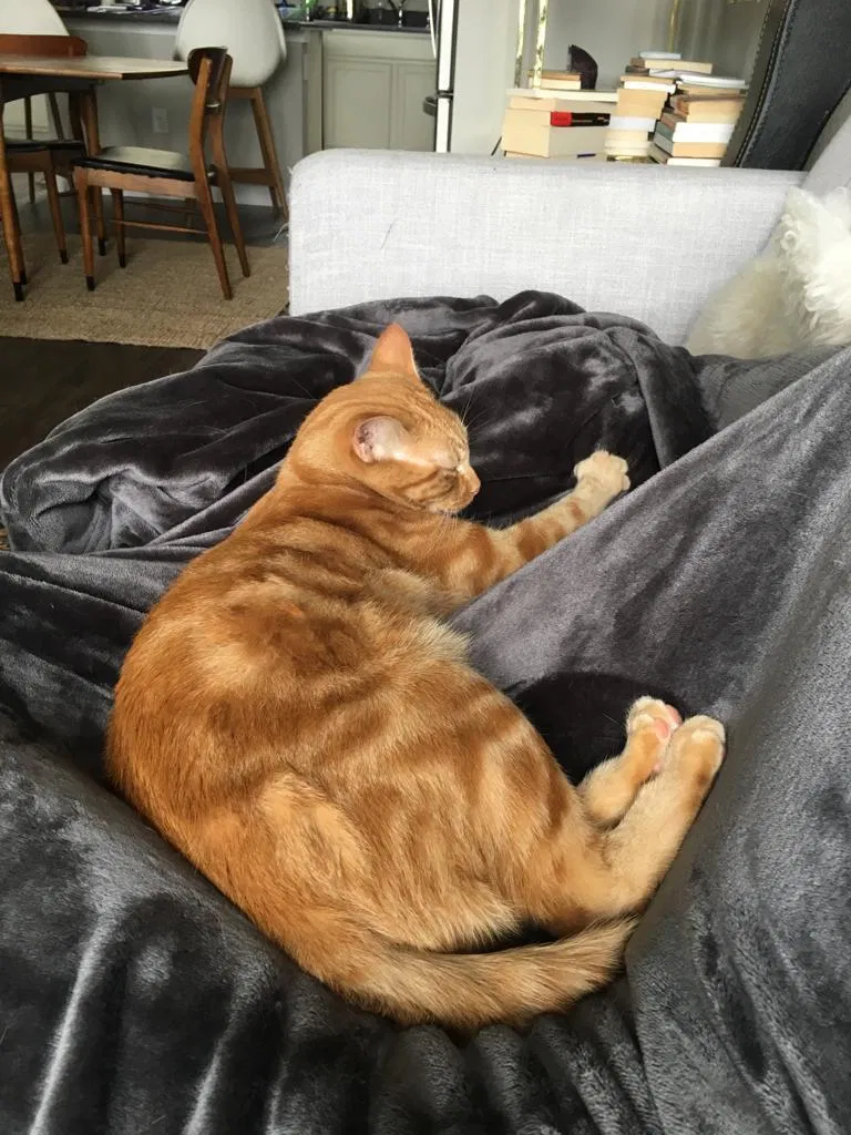 Lost cat in Littleton, CO, 80120