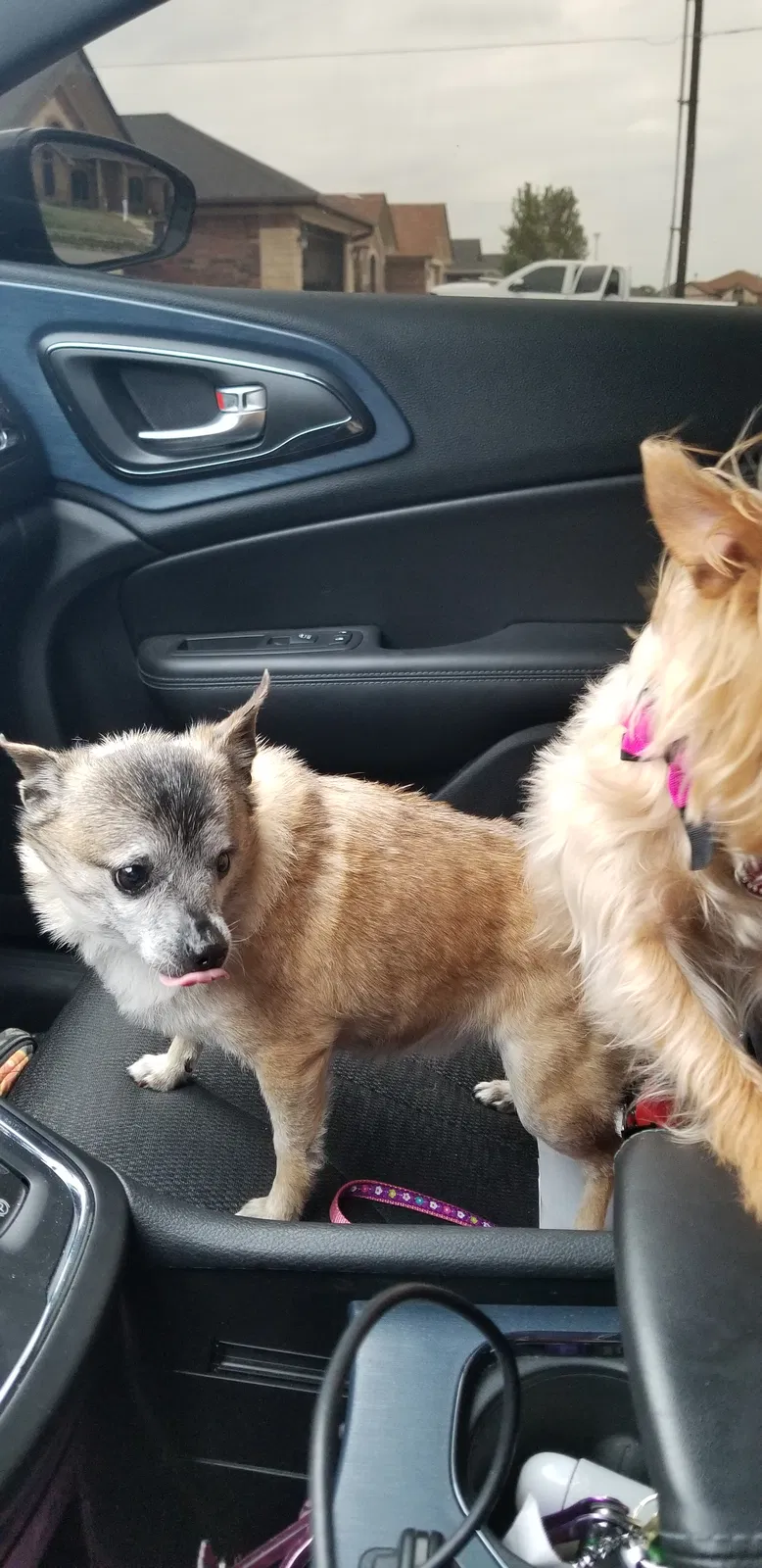 Found dog in Killeen, TX, 76549