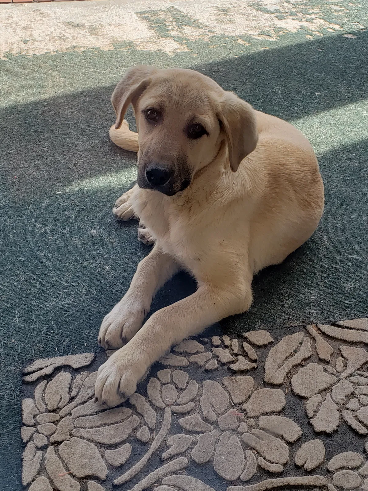 Found dog in Springdale, AR, 72764