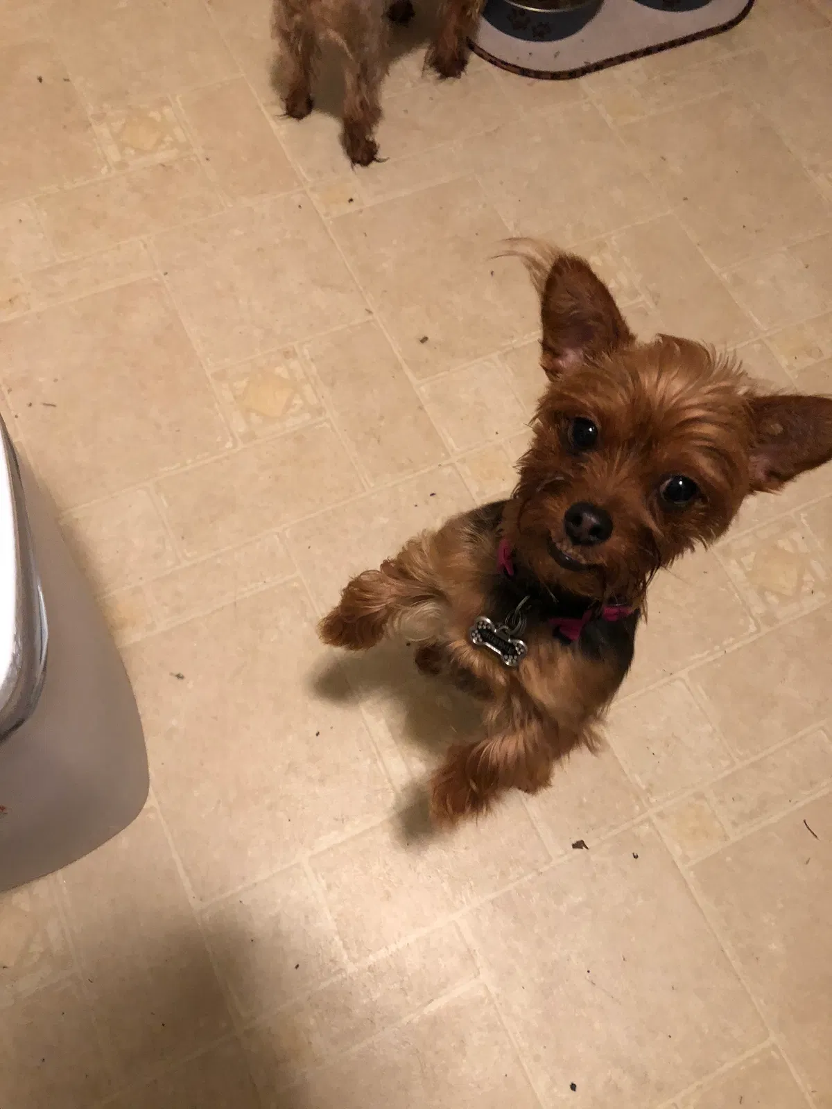 Lost dog in West Sacramento, CA, 95691