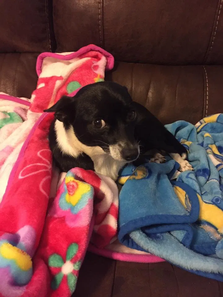 Lost dog in Semmes, AL, 36575