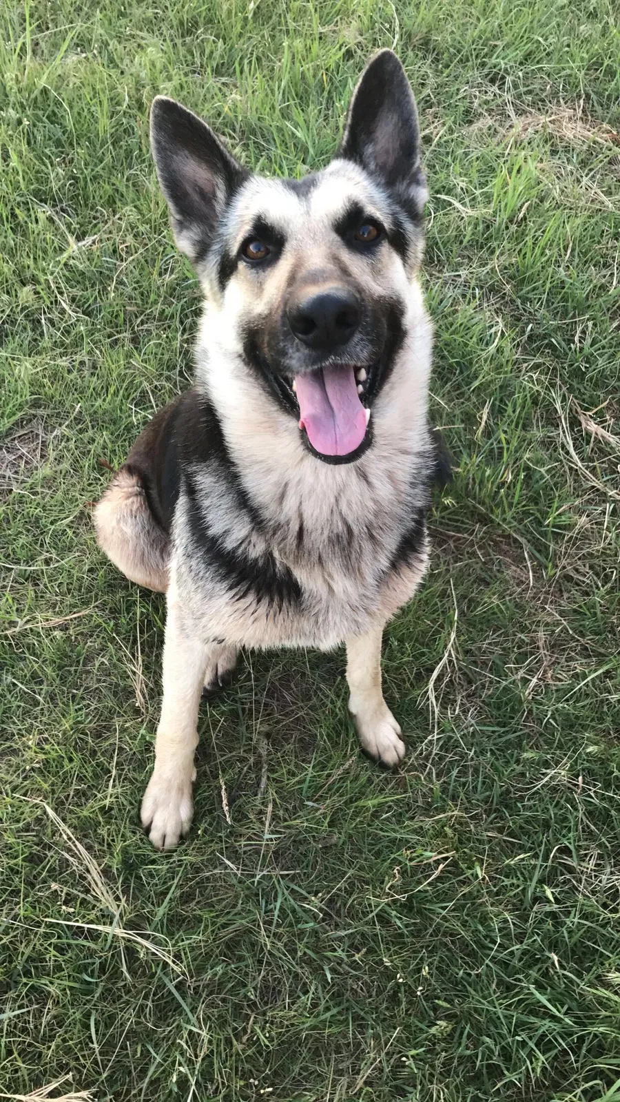 Lost dog in Lawton, OK, 73505