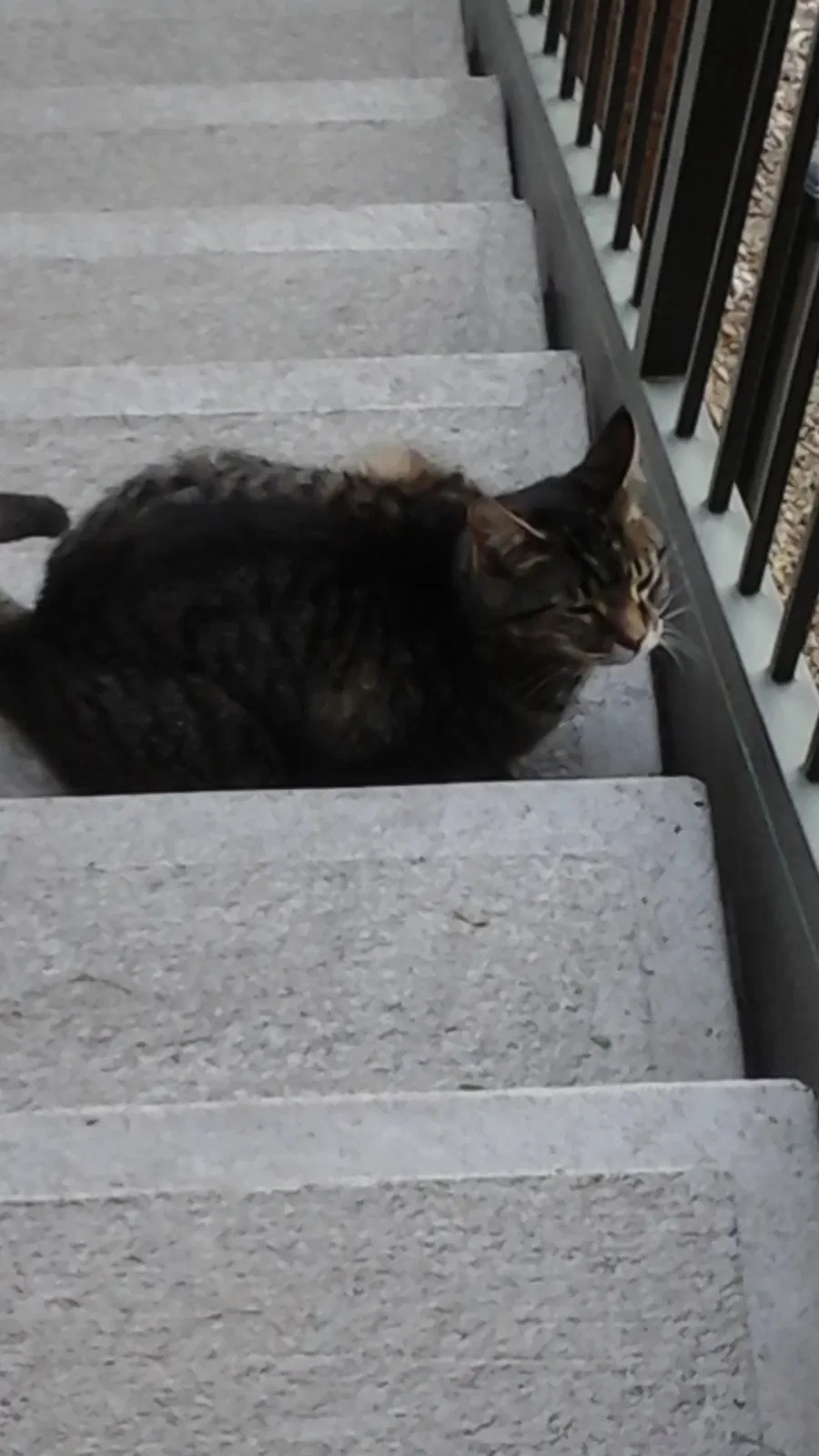 Lost cat in Chandler, AZ, 85224