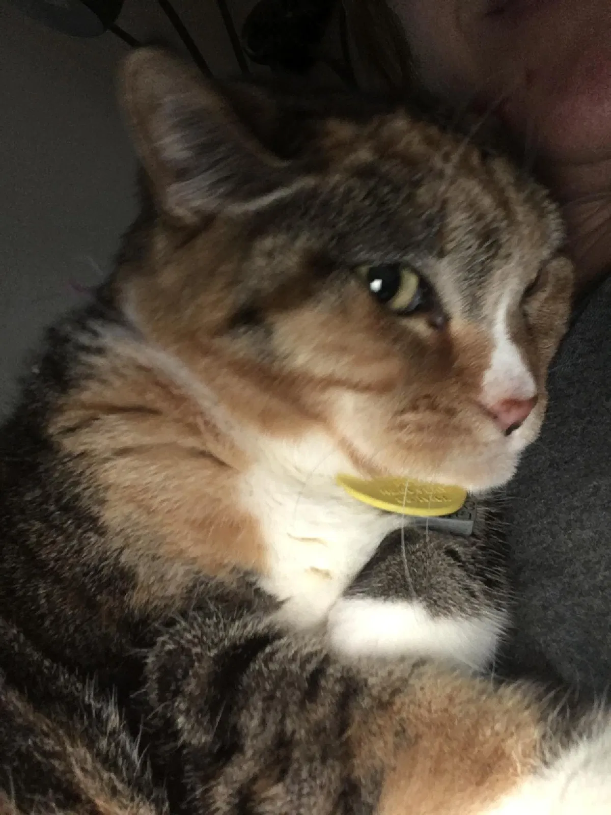 Lost cat in San Lorenzo, CA, 94580