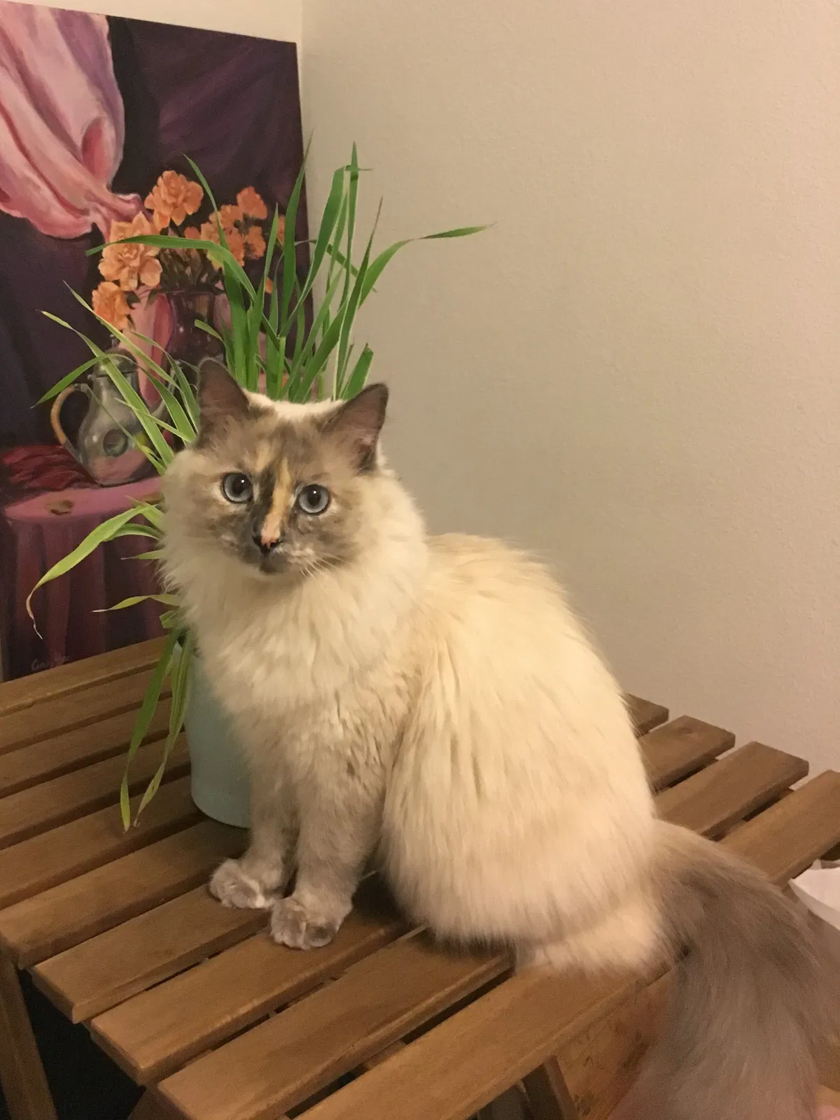Lost cat in San Gabriel, CA, 91776