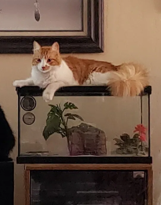 Lost cat in San Tan Valley, AZ, 85143