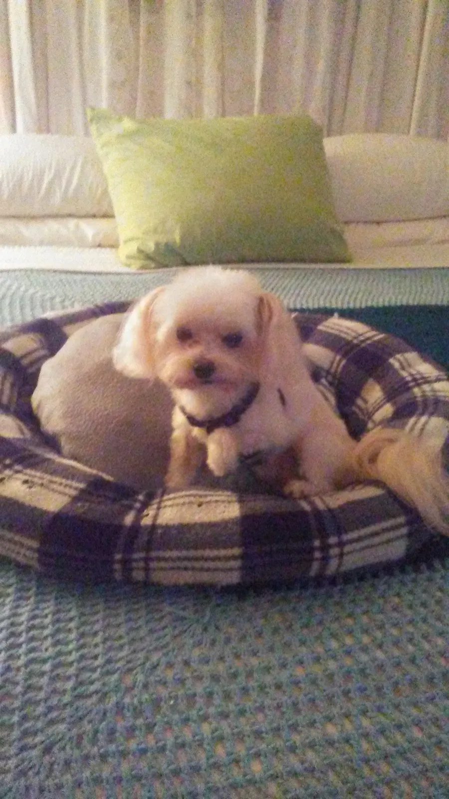 Lost dog in Corpus Christi, TX, 78412
