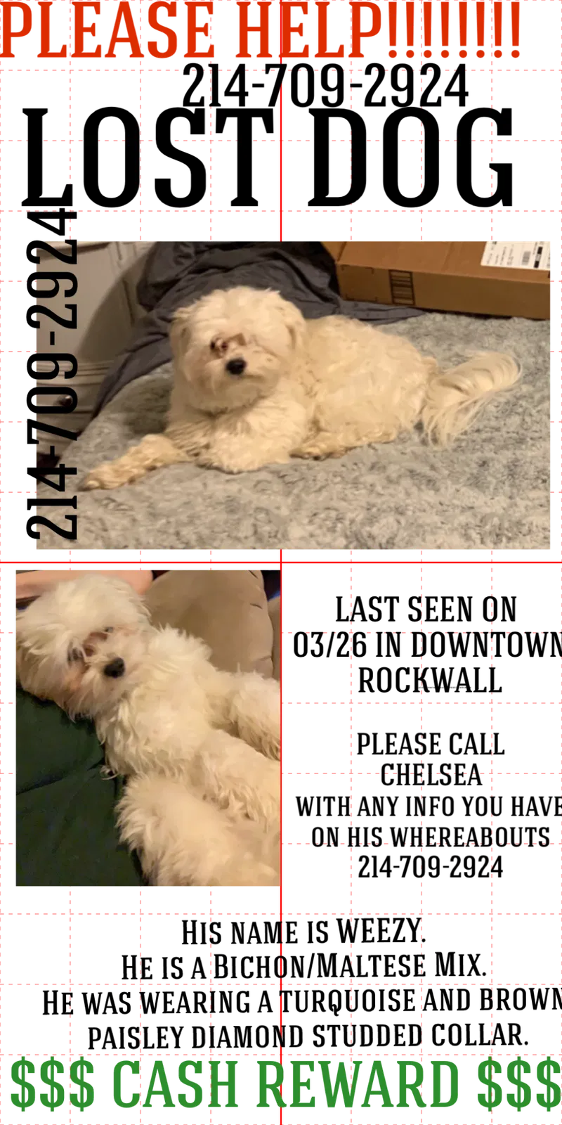 Lost dog in Rockwall, TX, 75087