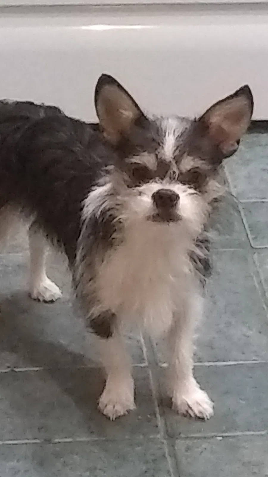 Lost dog in Woodbridge, VA, 22192