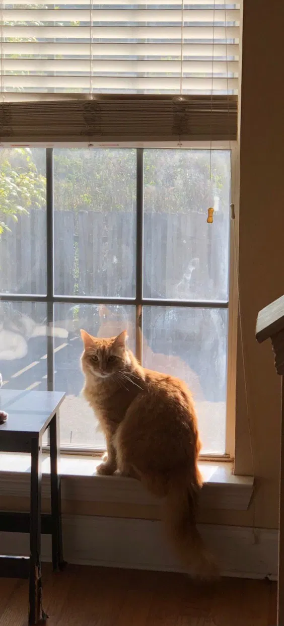Lost cat in Baton Rouge, LA, 70820