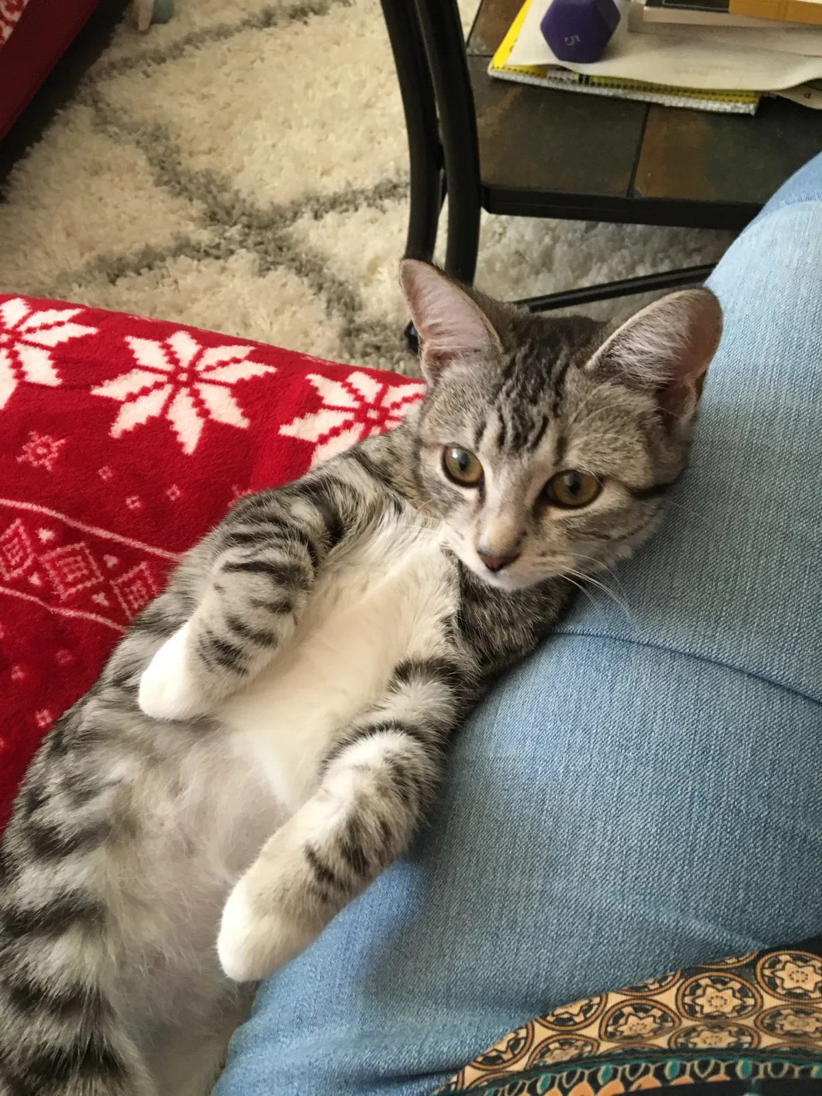 Lost cat in Leander, TX, 78641