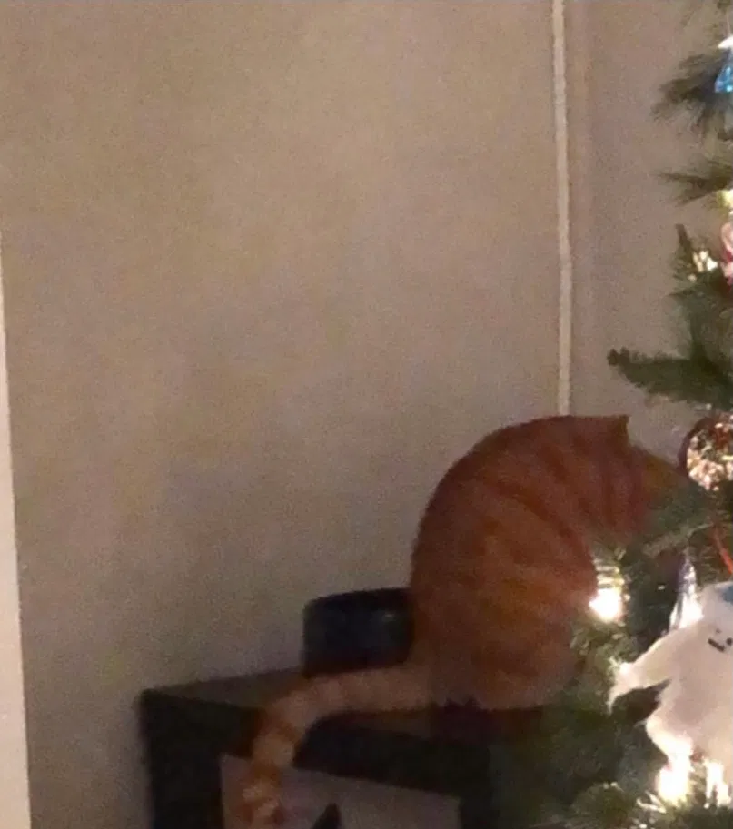 Lost cat in Reston, VA, 20191