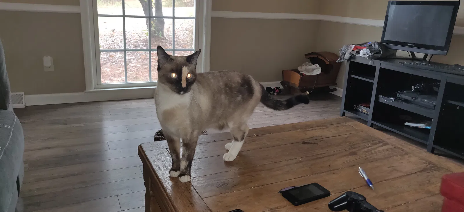 Lost cat in Wellford, SC, 29385