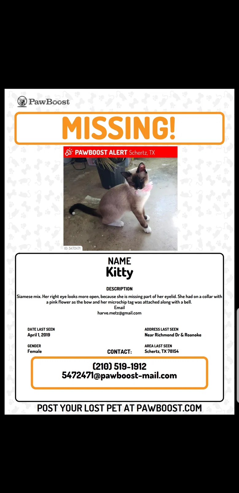 Lost cat in Schertz, TX, 78154