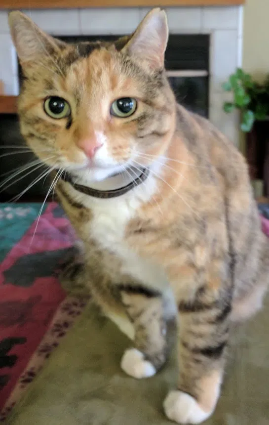 Lost cat in Santa Ynez, CA, 93460