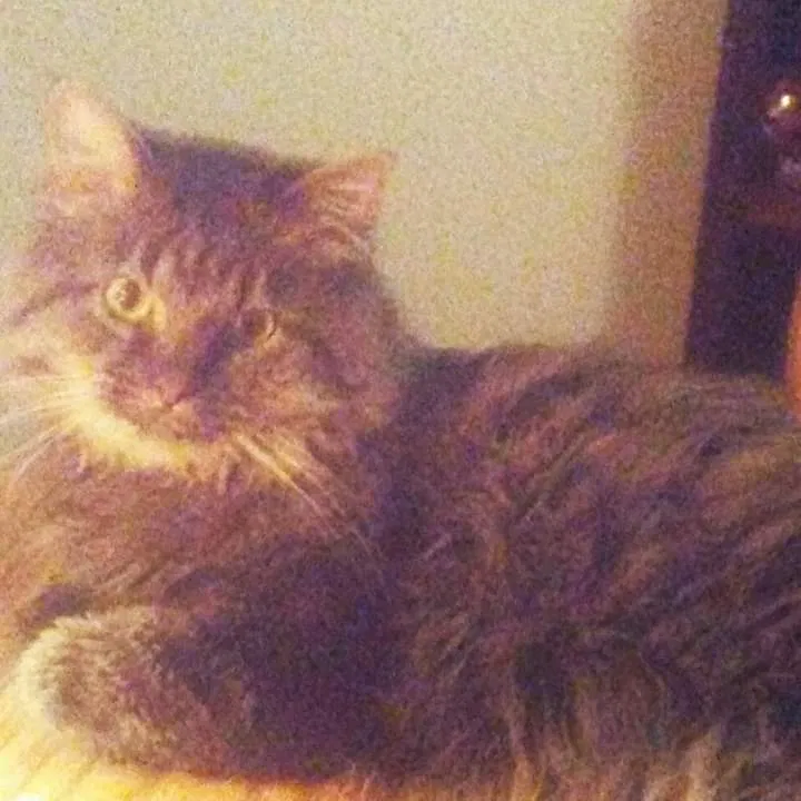 Lost cat in Houma, LA, 70363