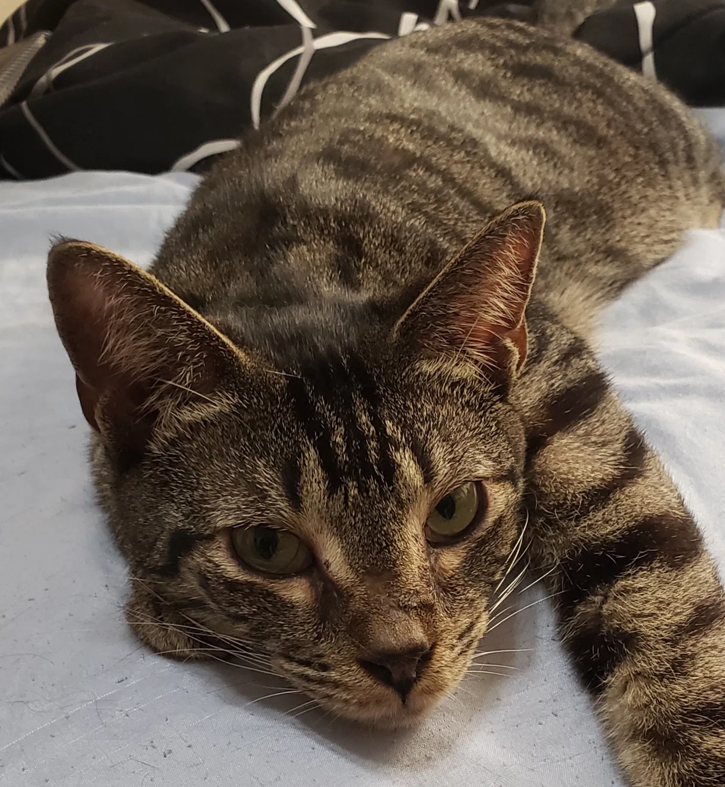 Lost cat in Litchfield Park, AZ, 85340