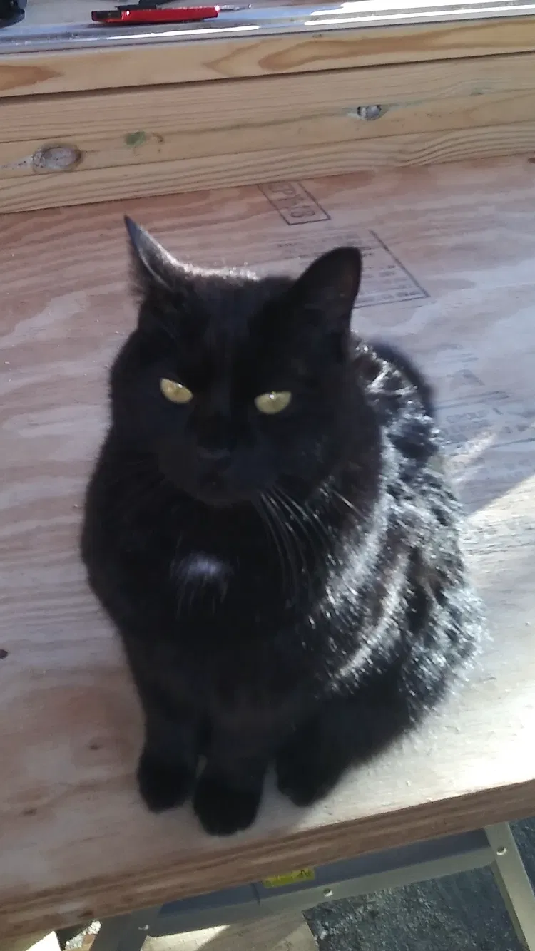 Lost cat in Greensboro, NC, 27406