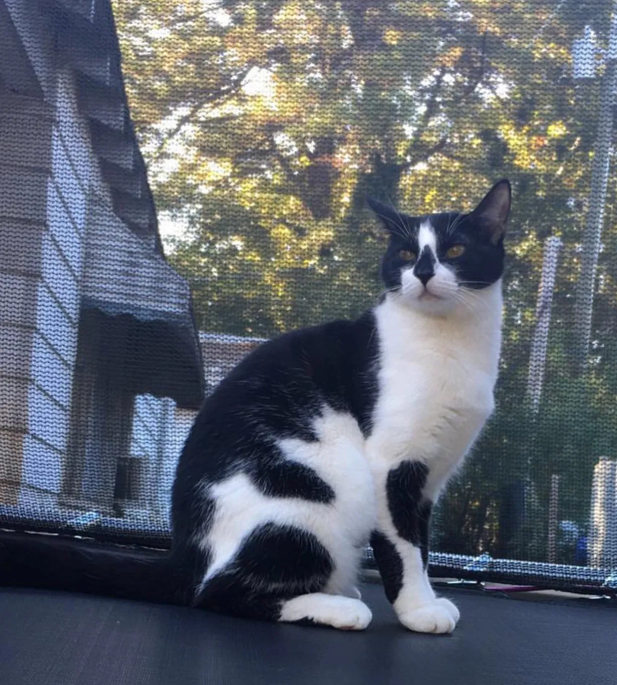 Lost cat in Unknown, GA, 300068