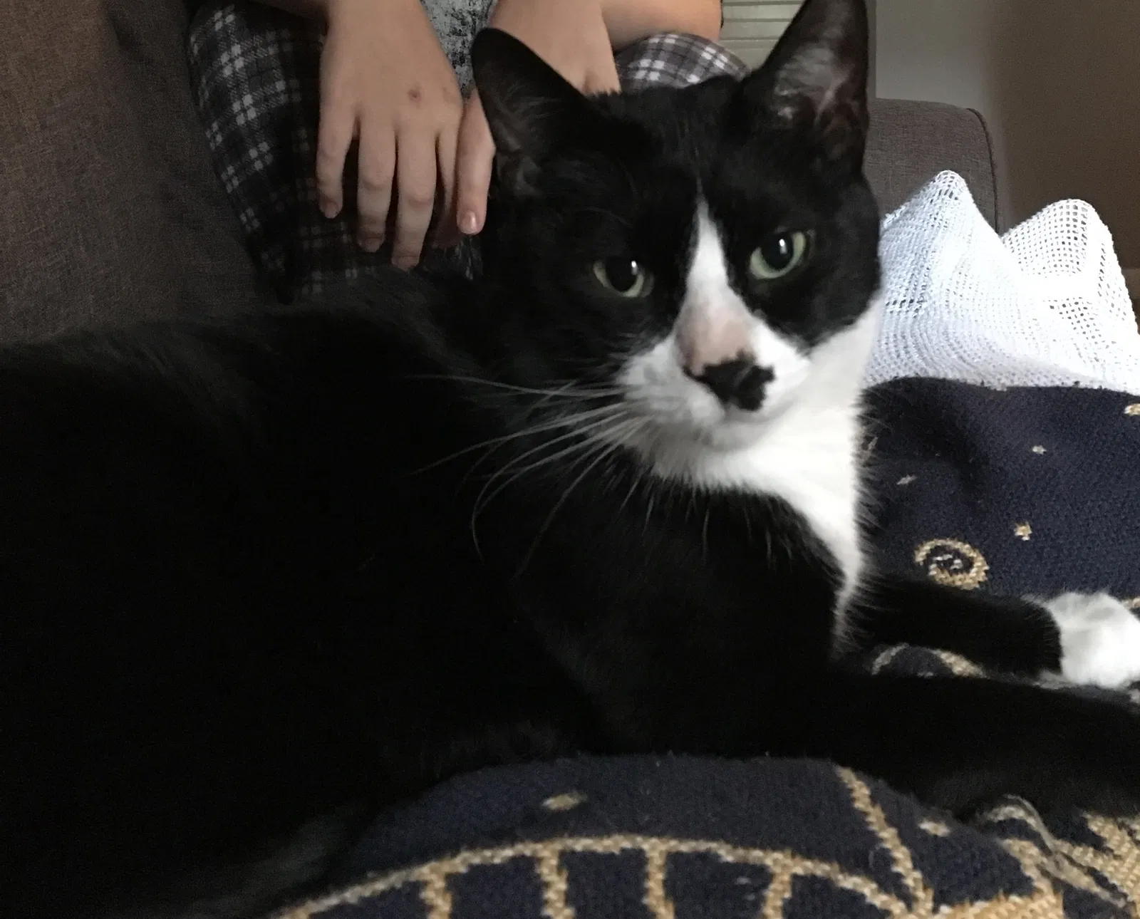 Lost cat in Avondale Estates, GA, 30002