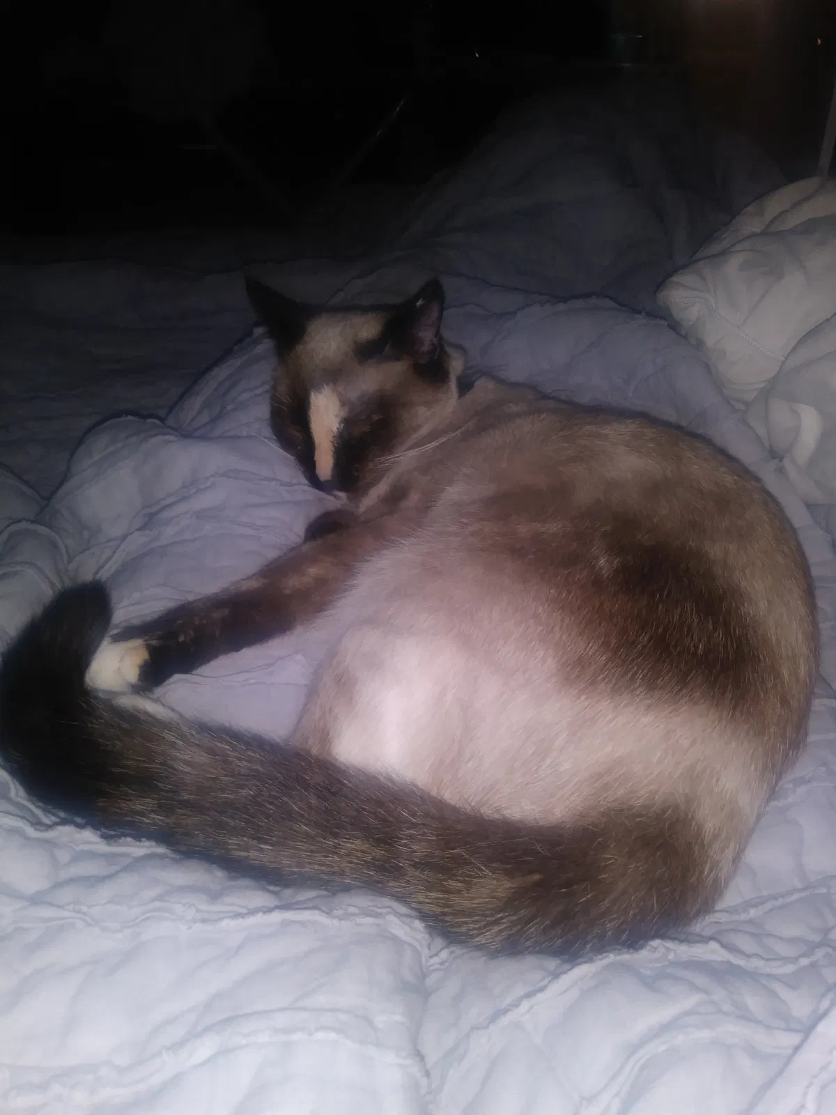 Lost cat in Wellford, SC, 29385