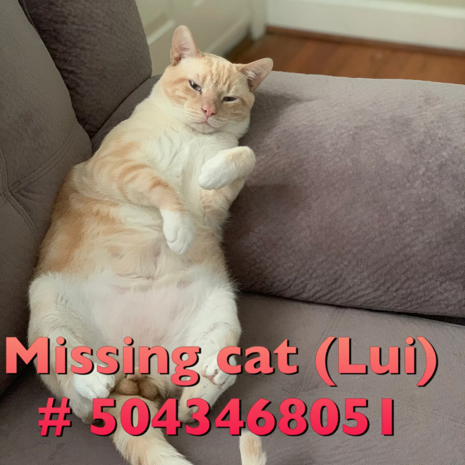 Lost cat in Matthews, NC, 28104