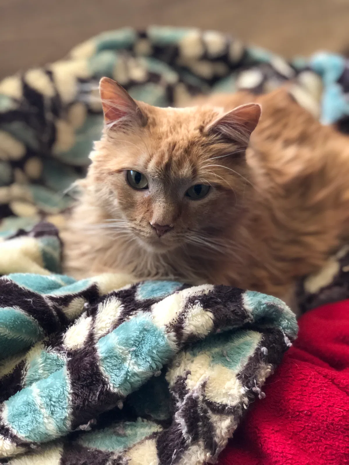 Lost cat in Hull, GA, 30646
