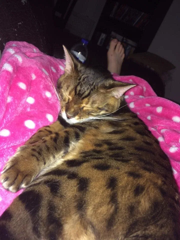 Lost cat in Florence, SC, 29501