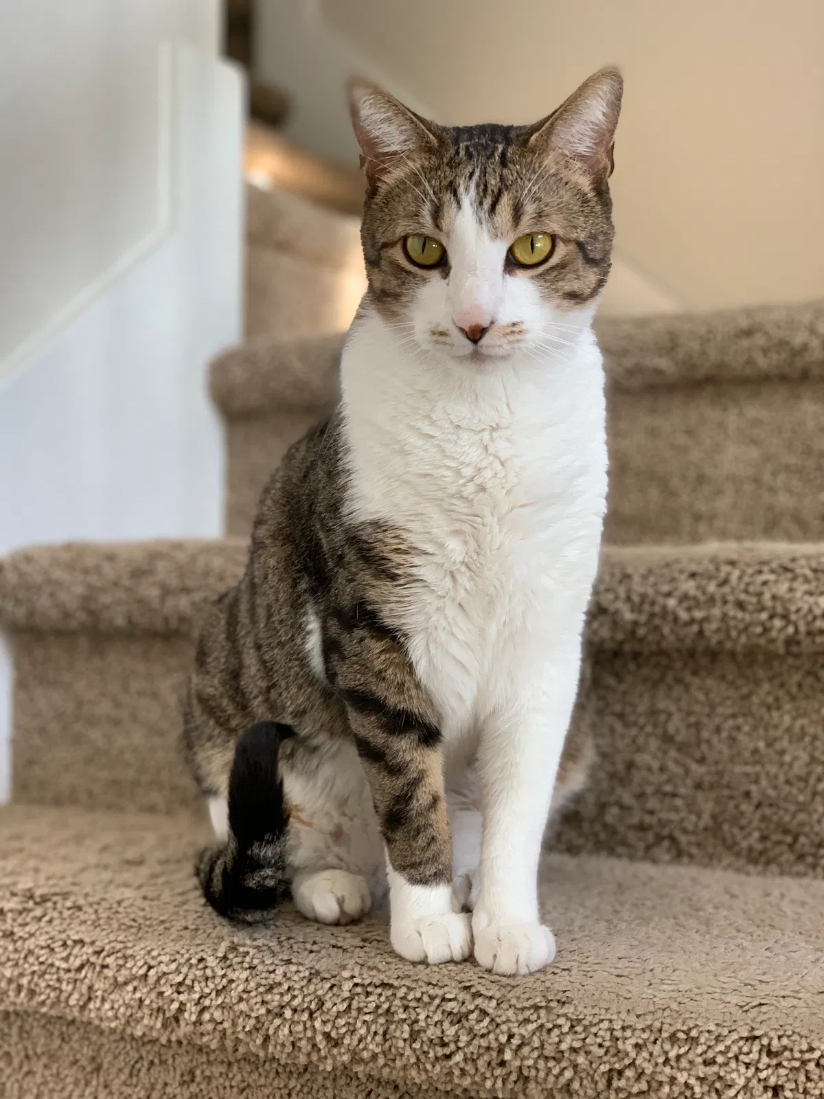 Lost cat in San Antonio, TX, 78257
