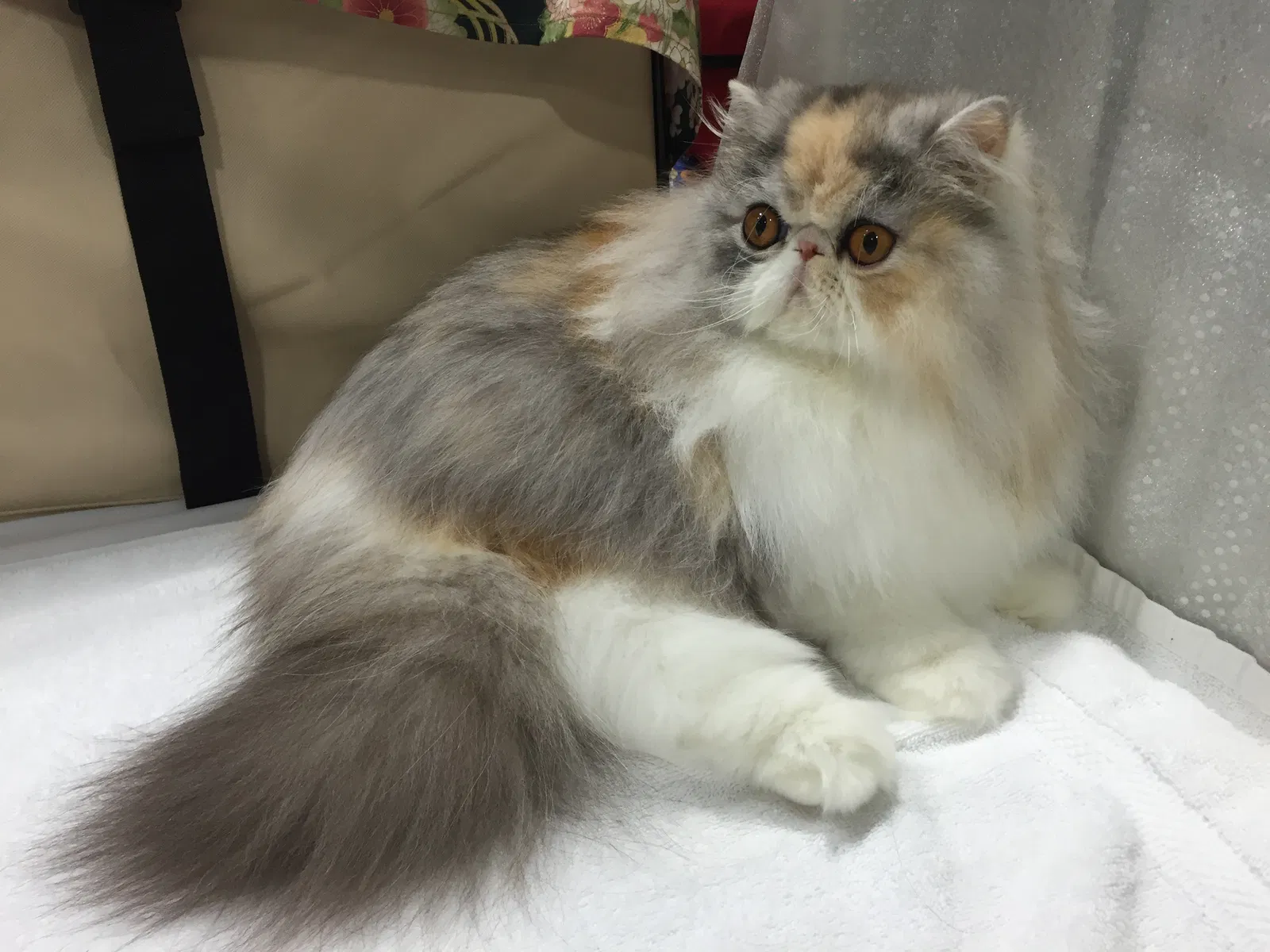 Lost cat in Baton Rouge, LA, 70815