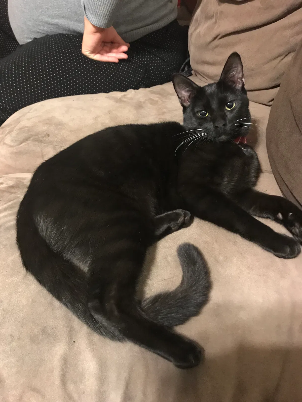 Lost cat in Long Beach, CA, 90806