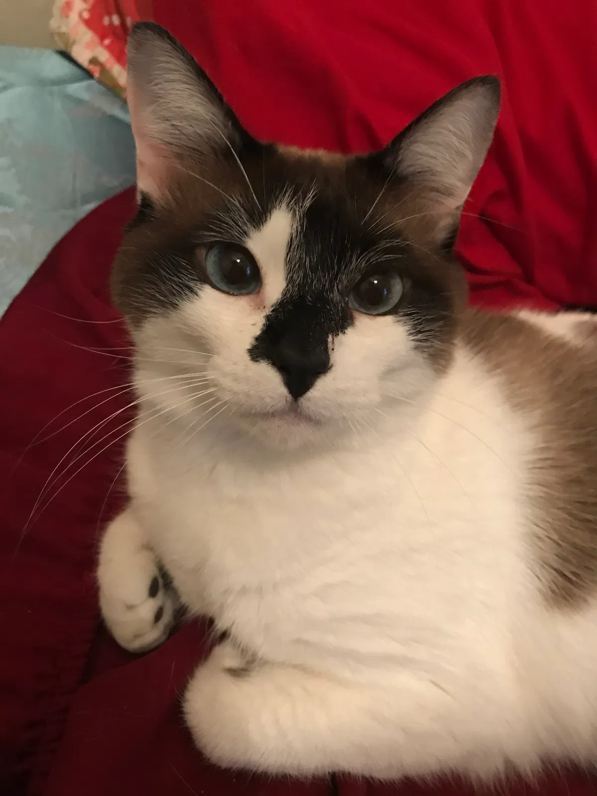 Lost cat in Bossier City, LA, 71112