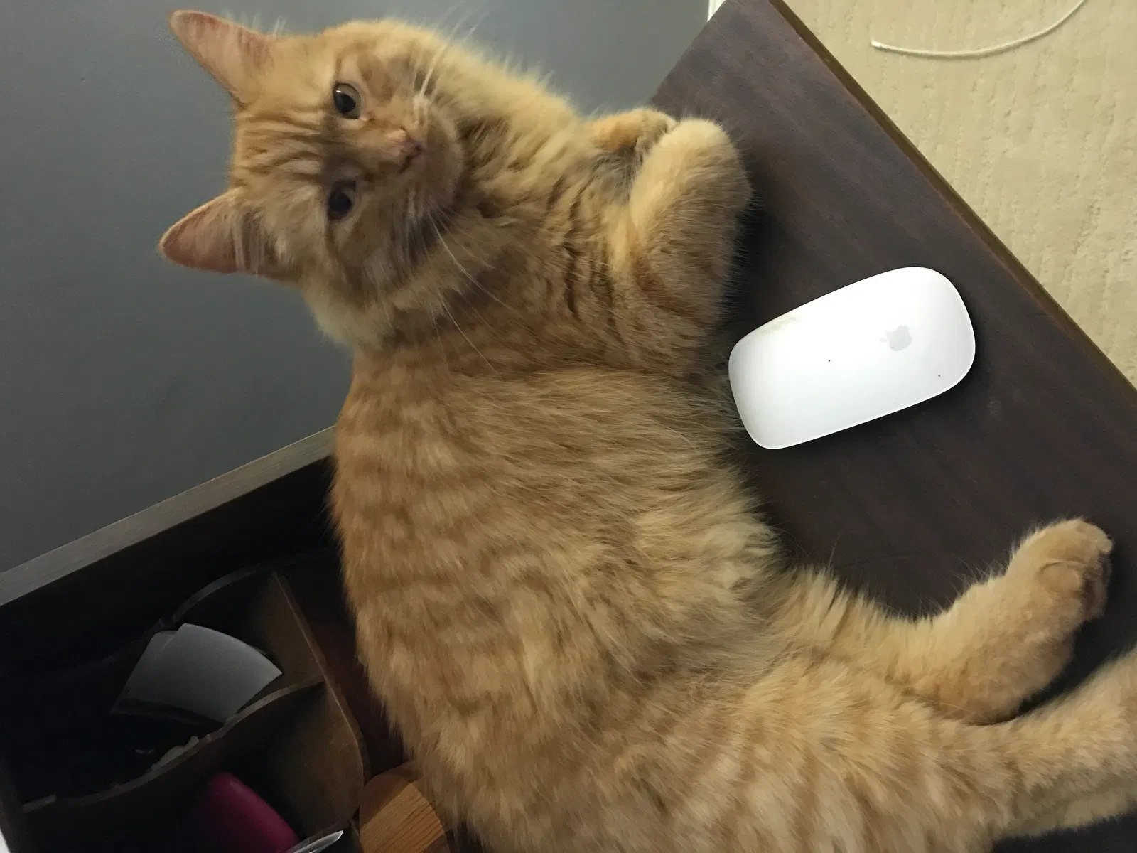 Lost cat in Greer, SC, 29650