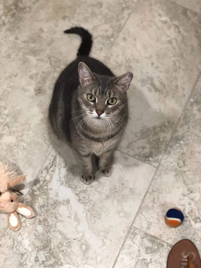 Lost cat in Tampa, FL, 33613