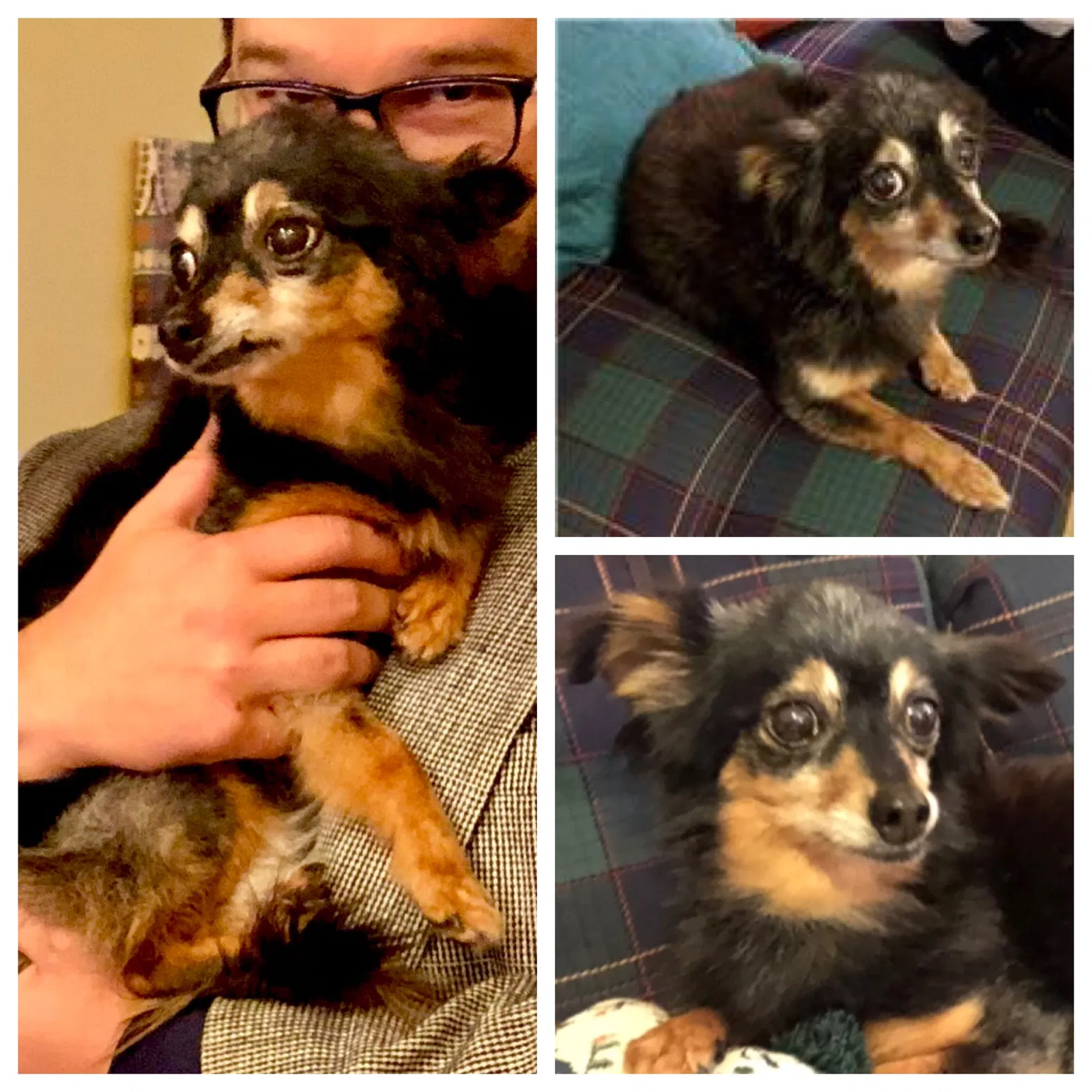 Lost dog in Mandeville, LA, 70471