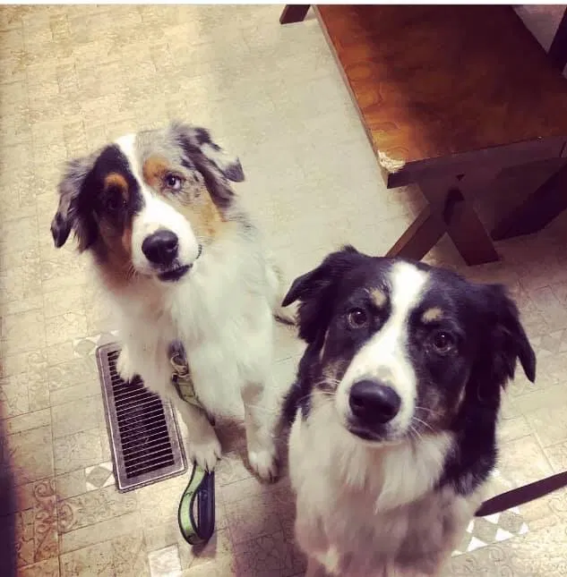 Lost dog in Martinsville, OH, 45146