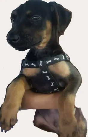Lost dog in Davenport, FL, 33897