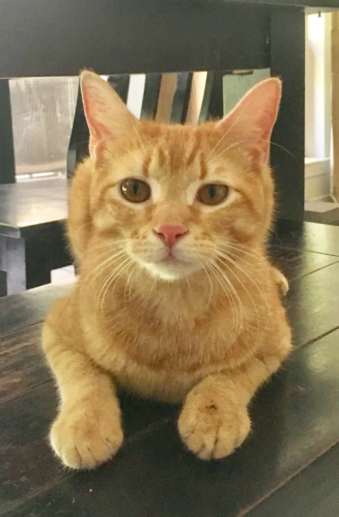Lost cat in Covington, LA, 70433