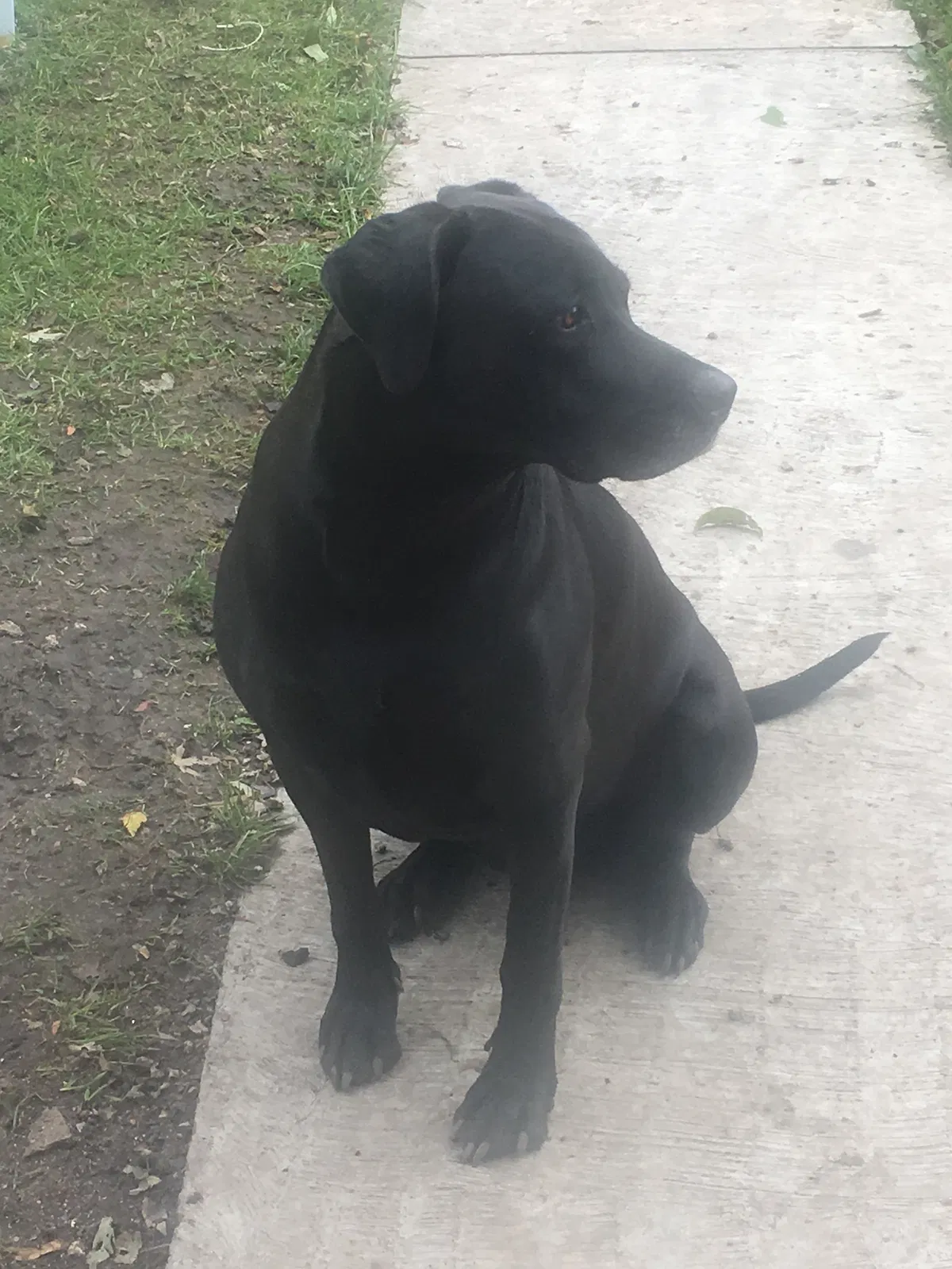 Lost dog in Bellwood, IL, 60104