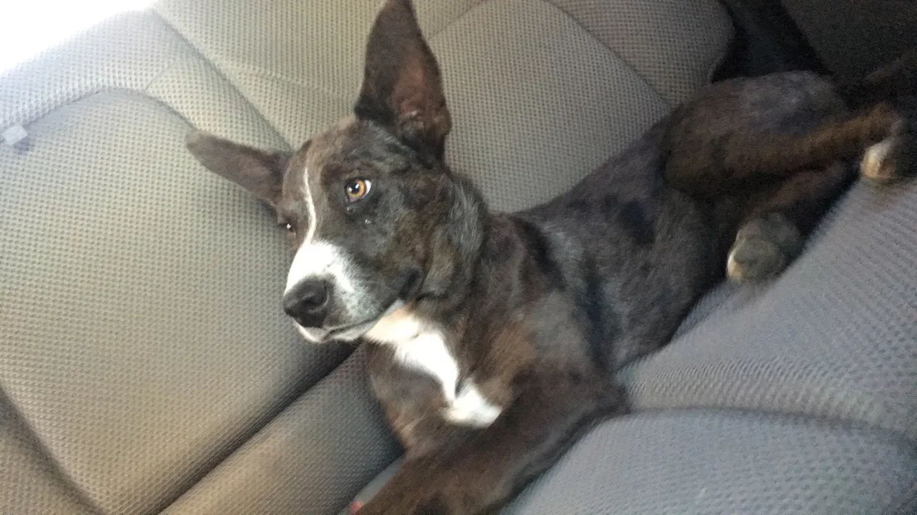 Lost dog in Aberdeen, MS, 39730