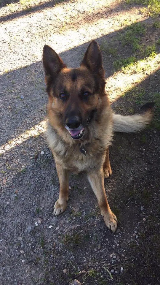 Lost dog in Stillwater, OK, 74074