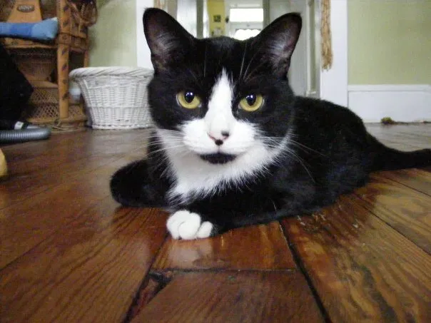 Lost cat in Irvington, NY, 10533