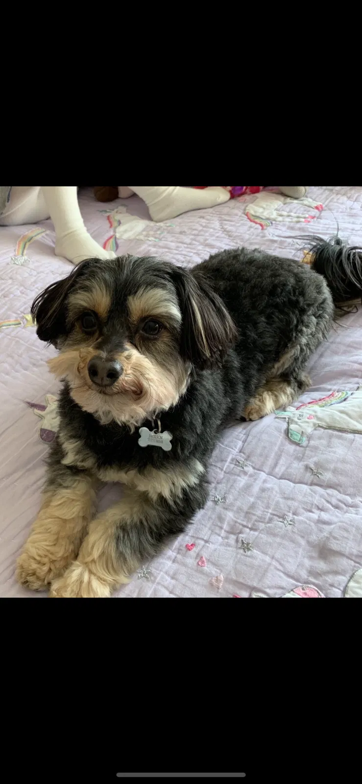 Lost dog in York, PA, 17406