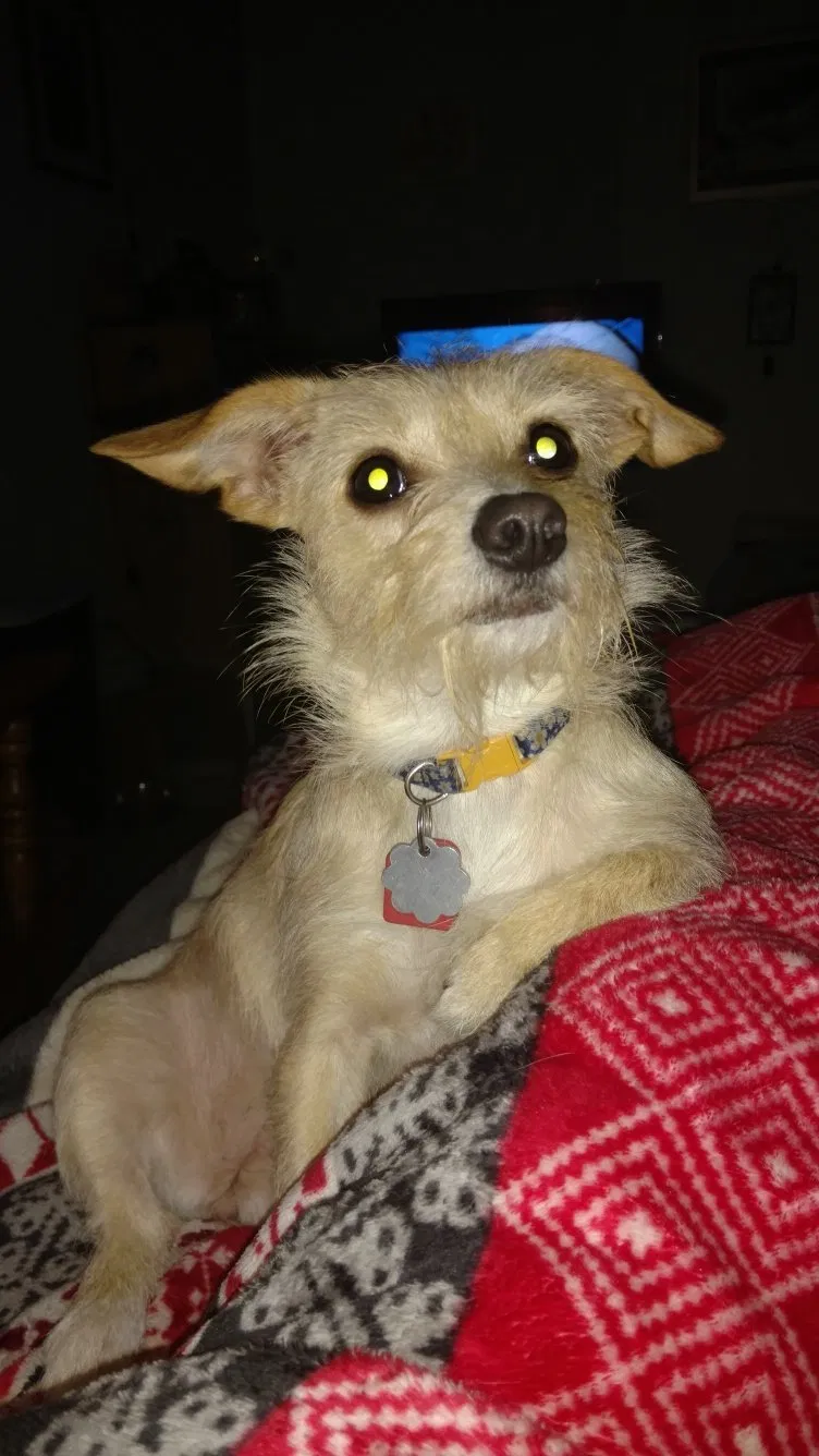 Lost dog in La Vergne, TN, 37086