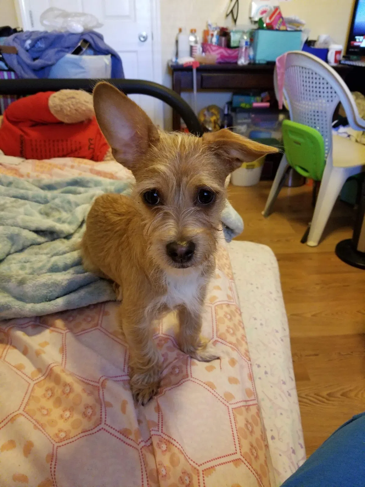Lost dog in Union City, CA, 94587